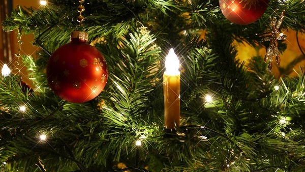 Ako si správne vybrať vianočný stromček