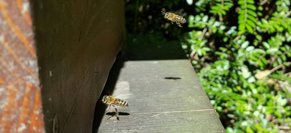 včely úľ