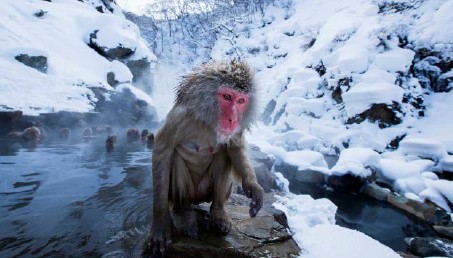 snežné opice čistenie