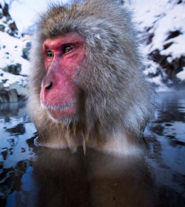snežné opice samec makaka