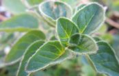 Oregano či pamajorán. Proti zápalom, kŕčom aj rakovine Oregano či pamajorán. Proti zápalom, kŕčom aj rakovine