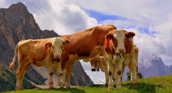 ekologická stopa kravy