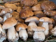 ako sa neotráviť hubami