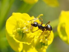 ako sa zbaviť mrvacov