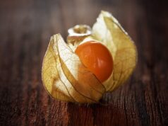 physalis machovka