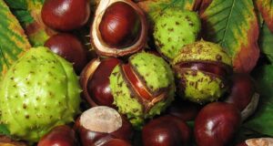 liečivé účinky gaštanov