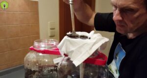 recept na domáce ríbezľové víno