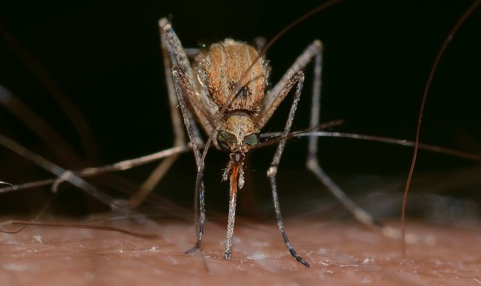 ako bojovať proti komárom