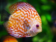 preneste si prírodu k sebe domov