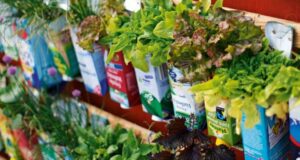 bylinková a šalátová stena