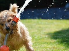 ako správne zavlažovať trávnik