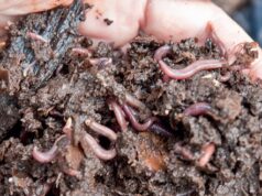 vermikompost