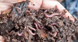 vermikompost