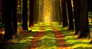 čo odhadzovať v lese