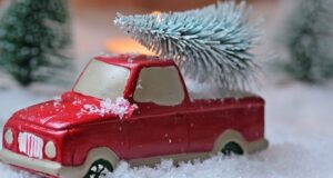 život vianočných stromčekov