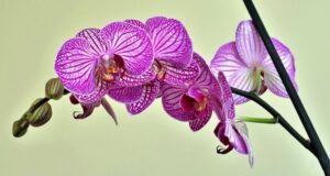 škodce izbové rastliny