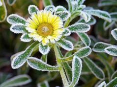 ako chrániť záhradu pred mrazmi