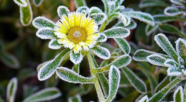 ako chrániť záhradu pred mrazmi