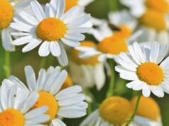 harmančeková masť