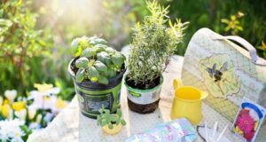 zaujímavosti o bylinkách