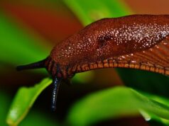 záhrada bez slimákov