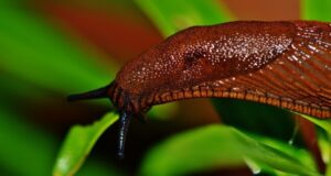 záhrada bez slimákov