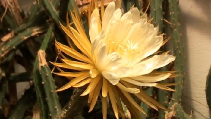 kráľovná noci kaktus