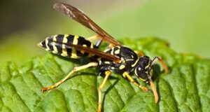 osa na zelenom liste