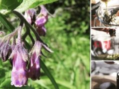 domáca kostihojová masť recept