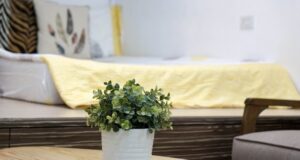 izbové rastliny čistia a zvlhčujú vzduch