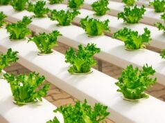 ako pestovať bylinky aj v zime