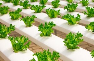 ako pestovať bylinky aj v zime