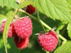 maliny drôtená opora