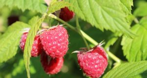 maliny drôtená opora