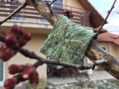 dravé roztoče pásy na strome