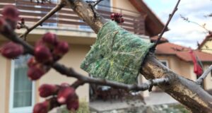 dravé roztoče pásy na strome