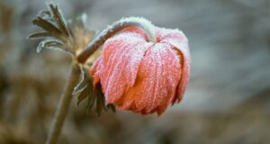 rastliny poškodené mrazom