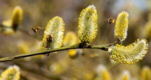 alergia peľová sezóna