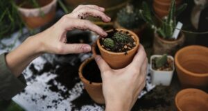 vhodný substrát pre rastliny