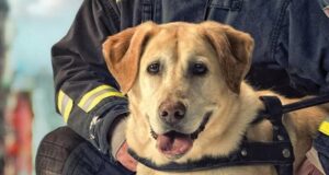 Roselle: Pes, ktorý ma zachránil