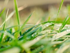 starostlivosť o trávnik