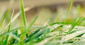 starostlivosť o trávnik