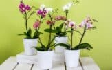problém s orchideou - riešenia