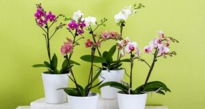 problém s orchideou - riešenia