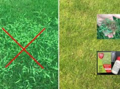 mušec v trávniku - ako sa ho zbaviť