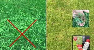 mušec v trávniku - ako sa ho zbaviť