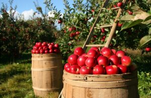 kde funguje samozber jabĺk