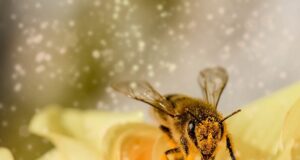 ako pomáhať včelám