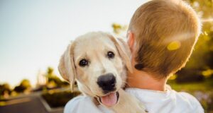 chcete si kúpiť psa?