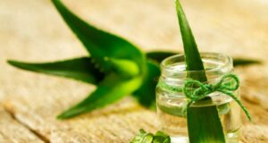 aloe vera a chudnutie